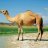 Camel 56