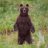 curiousbear
