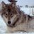 Wolf osix