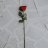 Desert_Rose