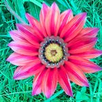 Flower in my garden