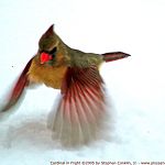 Cardinal in Flight