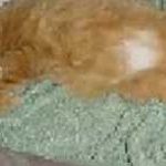 My kitty