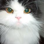 fluffy