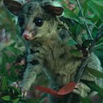 Brushtail