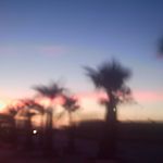 Hanging palm trees..