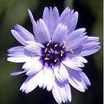 purpleflower