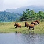 animals