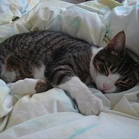 my kitty pisces hogging the bed