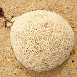 Tiny Brain Coral Fiji