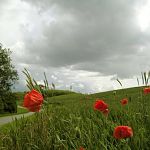 Samso, Strawberry Island, Denmark