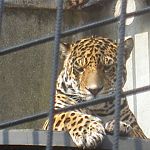 jaguar at Artis Zoo