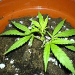 white rhino cutting