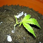 white rhino runt