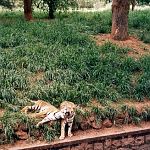 Bengal Tigers India