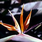 Bird of Paradise