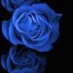 blue_rose