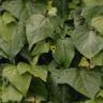 leaves2