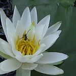 water lily