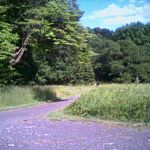 Frelinghuysen Arboretum