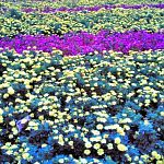 Field