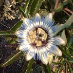Passiflora