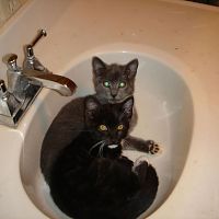 Two Cats in a sink