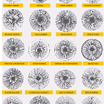 Iridology Chart