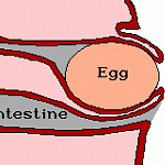 reproductiondiagram2