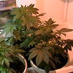 week 4