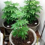 Clone Mothers