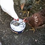 CHICKENS DRINKING BEER