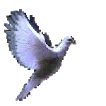 Flying Dove