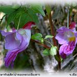 parot flower 2