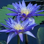 blue water lily