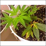 mj plants