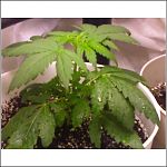 mj plants