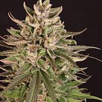 JollyBud from Mountain High Seed