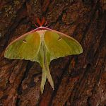 The lunesta moth in real life
