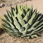 New Mexican Cactus