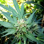 cannabis For Hip