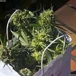 Weed Grocies