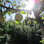 Golden Apples in the Sun
