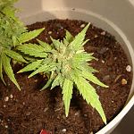 Seedling in flower