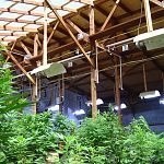 Eddy Lepp's GreenHouse