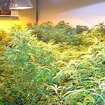 Lots of Plants