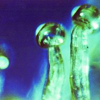A better look at a trichome