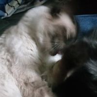 Equinox my cat