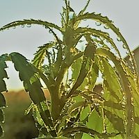 wet shot 2018 grow