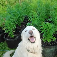 guard dog